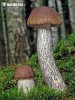 Brown Birch Bolete