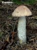 Brown Birch Bolete