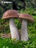 Brown Birch Bolete