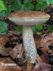 Brown Birch Bolete