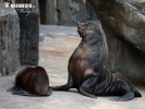 Brown Fur Seal