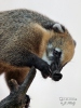 Brown-nosed Coati, South American Coati