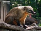 Brown-nosed Coati, South American Coati