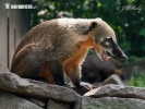 Brown-nosed Coati, South American Coati