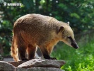 Brown-nosed Coati, South American Coati