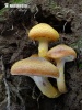 Bulbous Honey Fungus