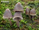 bundelchloormycena