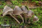 bundelchloormycena