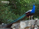 Burung Merak Biru