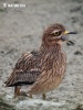 Burung Pasir Padang