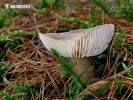 Butter Cap f. asema