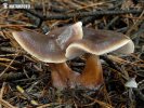 Butter Cap f. butyracea