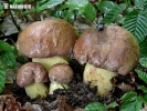 Butyriboletus appendiculatus