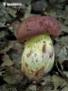 Butyriboletus appendiculatus