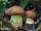 Butyriboletus appendiculatus