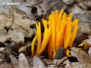 Calocera viscosa