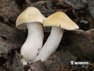 Calocybe gambosa