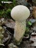 Calvatia excipuliformis