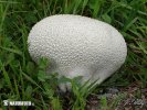 Calvatia utriformis