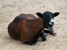 Cameroon Sheep