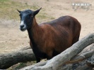 Cameroon Sheep