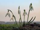 Campanilla de invierno