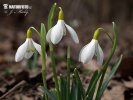 Campanilla de invierno