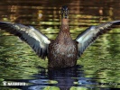 Canard colvert