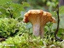 Cantharellus cibarius