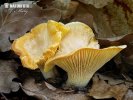 Cantharellus subpruinosus