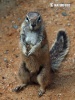 Cape Ground Squirrel