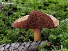 Chalciporus piperatus