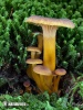 chanterelle en tube