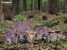 chanterelle violette