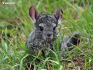 Chinchilla de cola larga