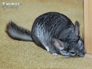 Chinchilla de cola larga