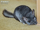 Chinchilla lanigera