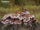 Chondrostereum purpureum