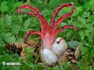 Clathrus archeri