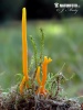 Clavulinopsis helvola