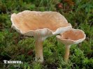 Clitocybe gibba