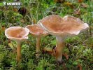 Clitocybe jorobado