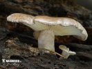 clitocybe ligneux