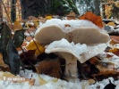 Clitocybe nebularis