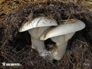 Clitocybe nebularis