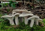 clitocybe nébuleux