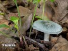 Clitocybe odora