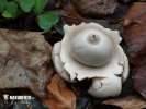 Collared Earthstar