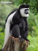 Colobus guereza