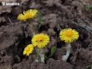 Colt's Foot